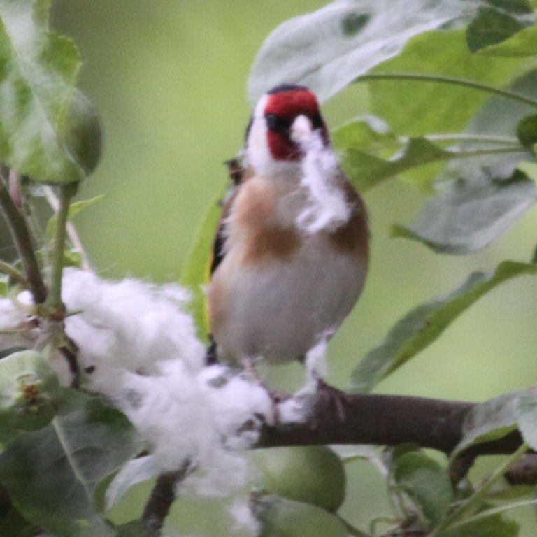 Goldfinch with nesting material