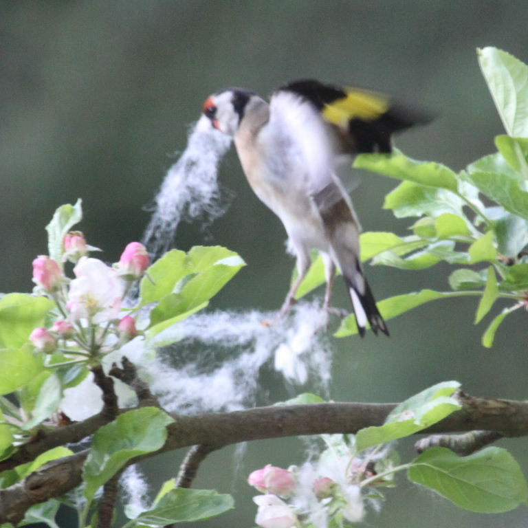 Goldfinch with nesting material