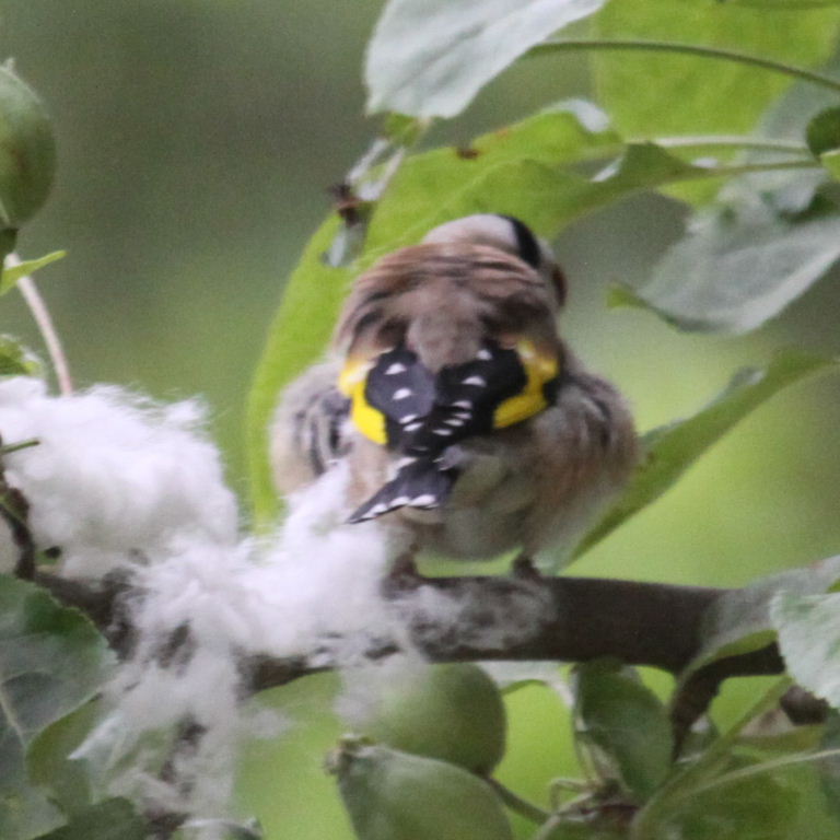 Goldfinch with nesting material