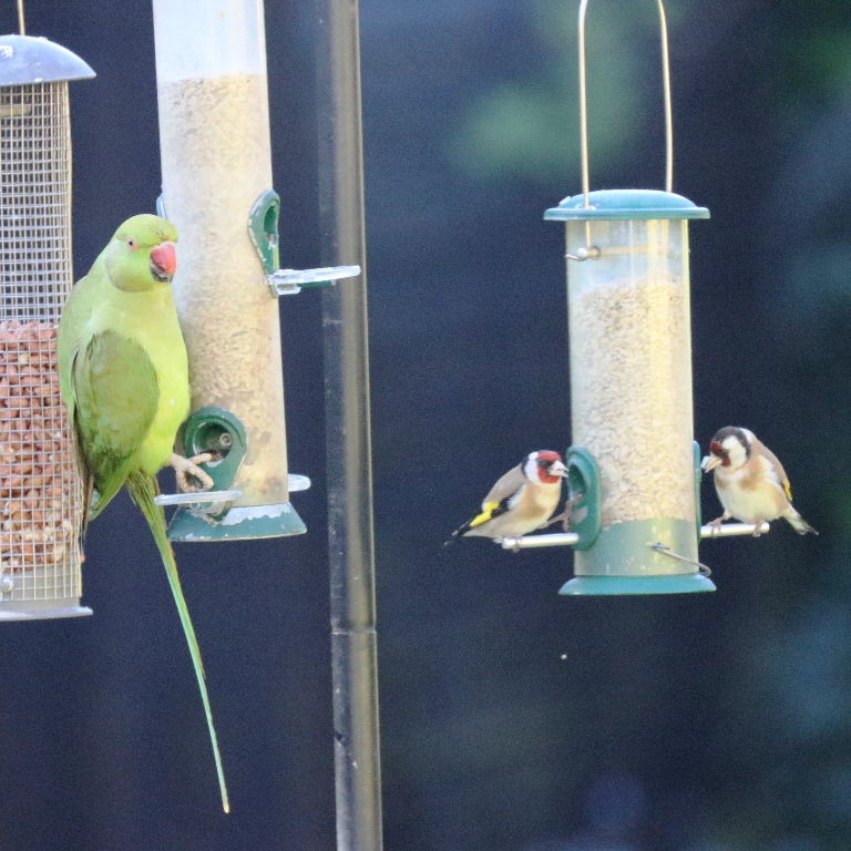 Goldfinches and Parakeet