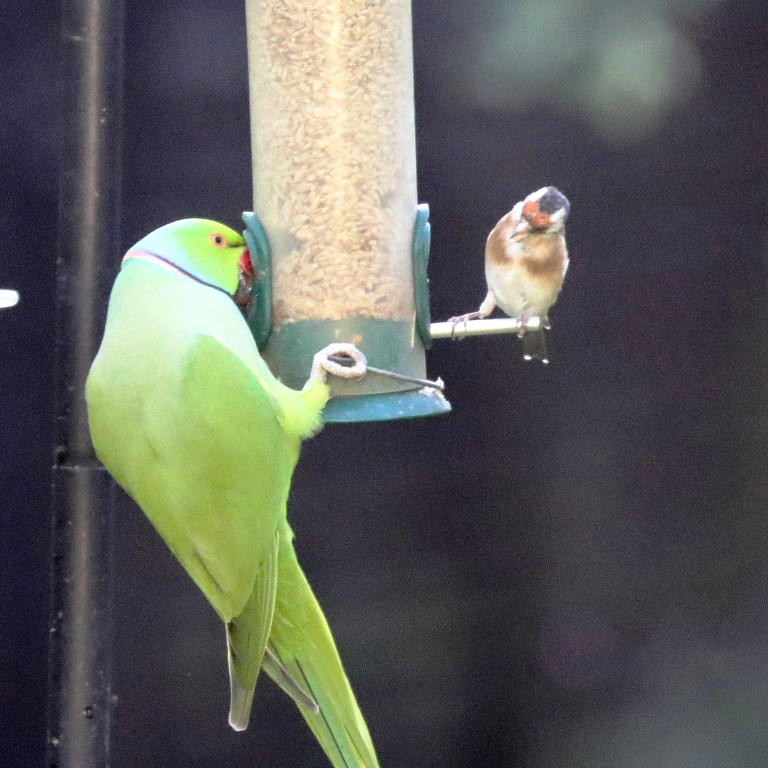 Goldfinch and parakeet