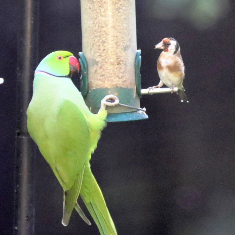 Goldfinch and parakeet
