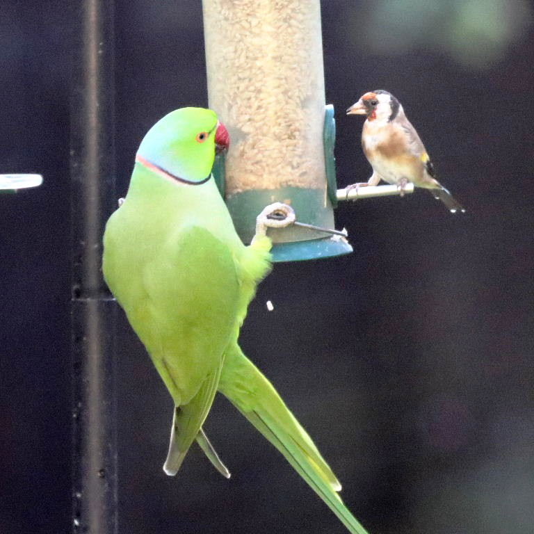 Goldfinch and parakeet