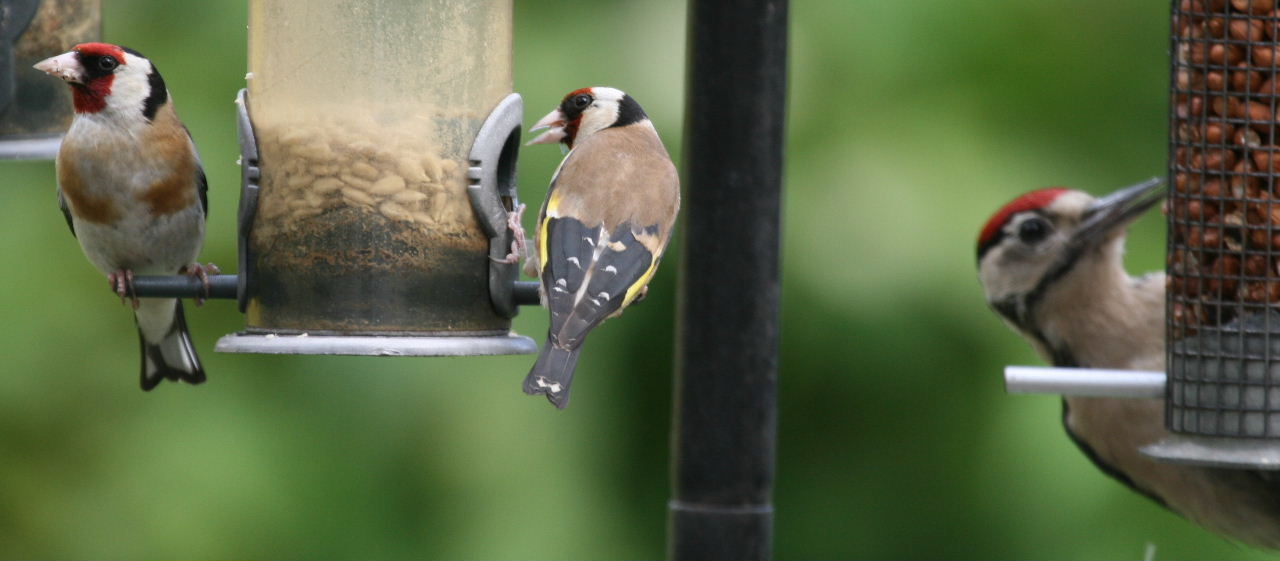 Goldfinch