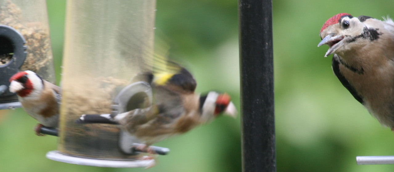 Goldfinch