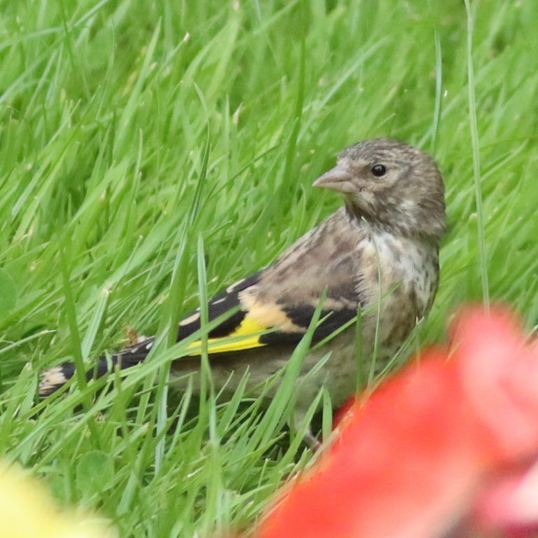 juvenile Goldfinch
