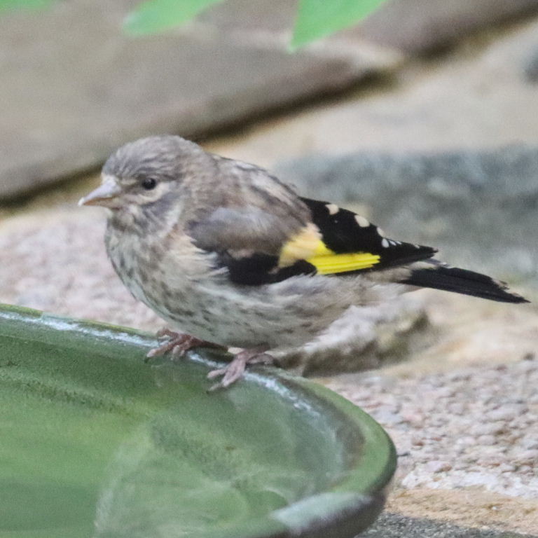 juvenile Goldfinch