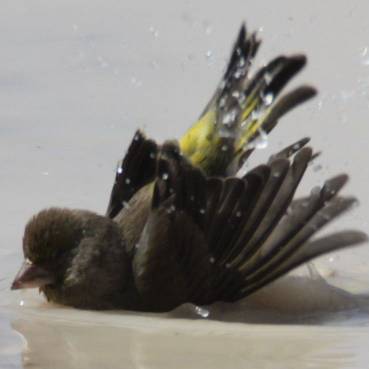 Brownfinch