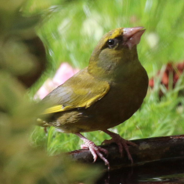 Greenfinch