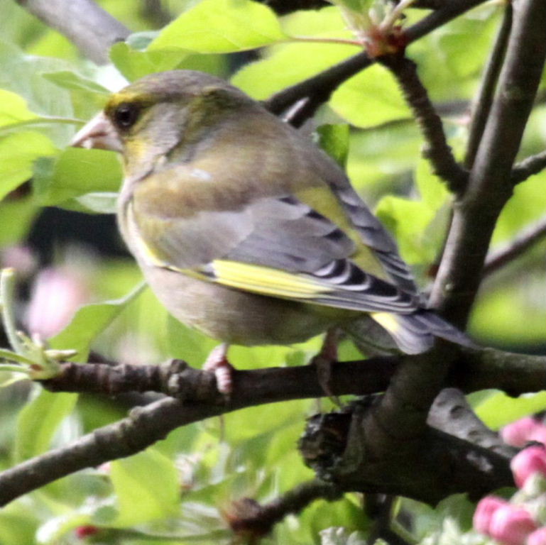 Greenfinch