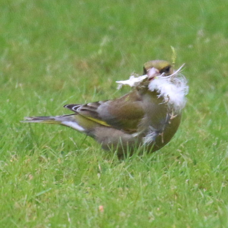 Greenfinch gathering nesting material