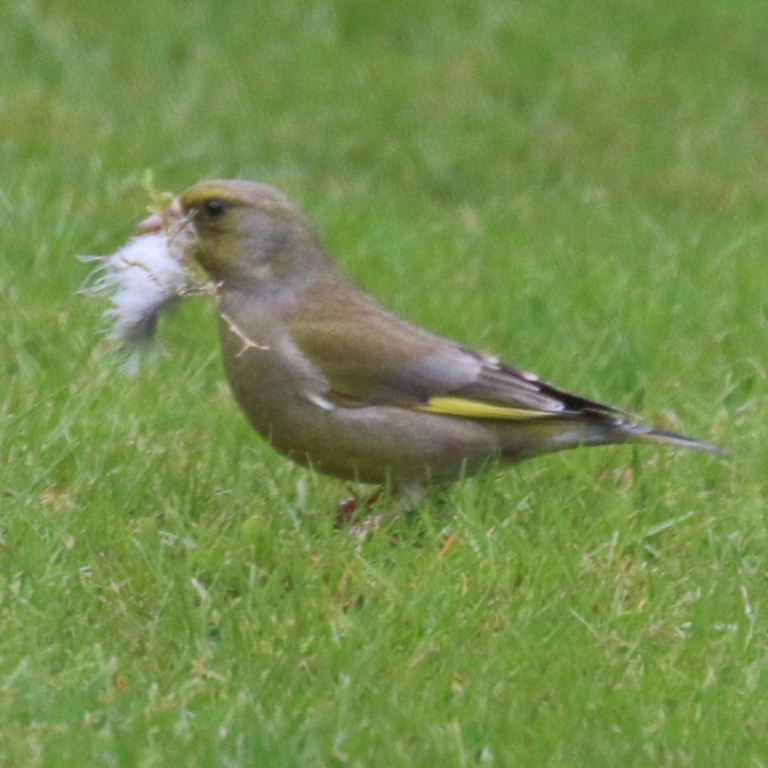 Greenfinch gathering nesting material