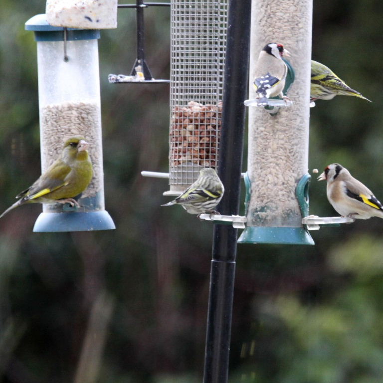 Greenfinch, Siskin, Goldfinch