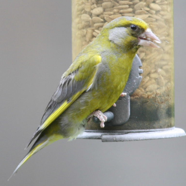 Greyfinch