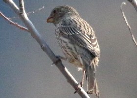 Red-mantled Rosefinch female