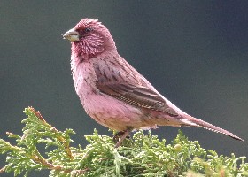 Red-mantled Rosefinch male