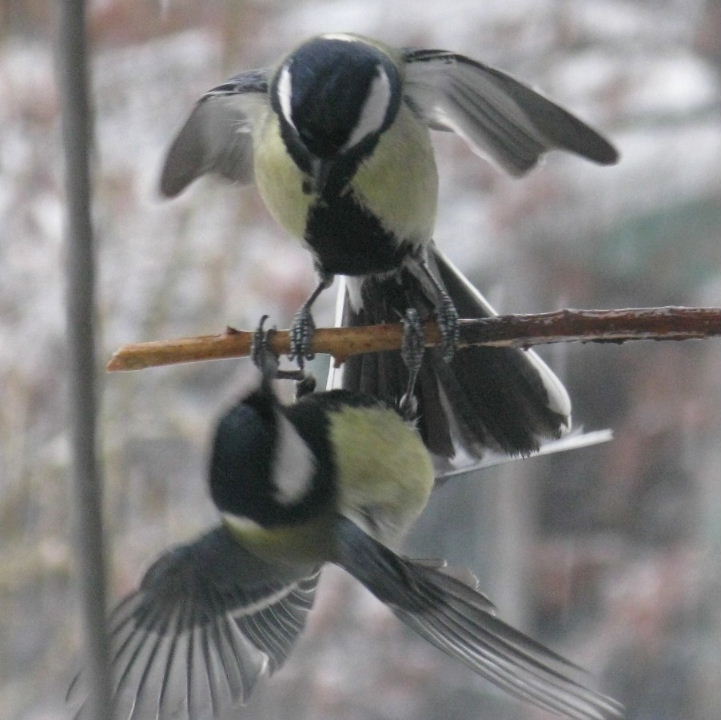Great Tits fighting