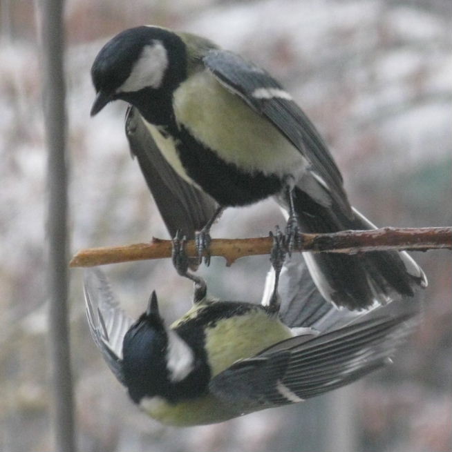Male Great Tits fighting