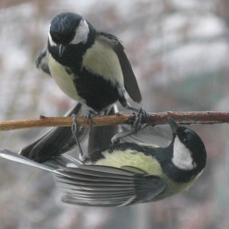 Great Tits fighting