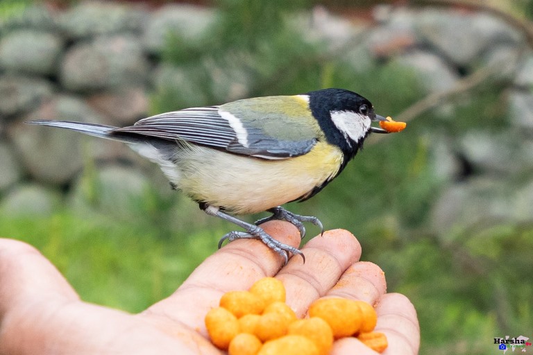 Hand Feeding Great Tit