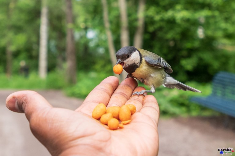 Hand Feeding Great Tit