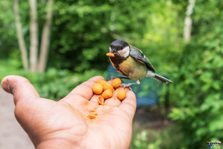 Hand Feeding Great Tit
