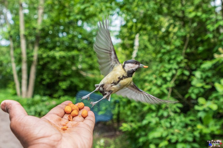 Hand Feeding Great Tit