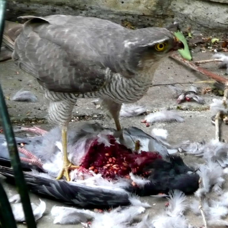 Sparrowhawk with pigeon