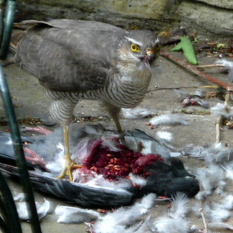 Sparrowhawk with pigeon