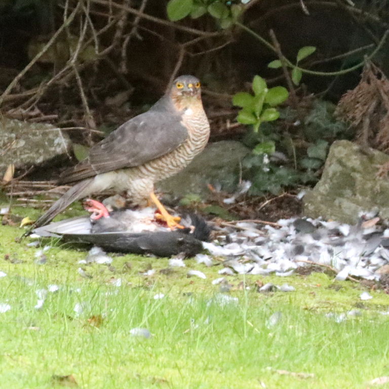 Sparrowhawk with pigeon