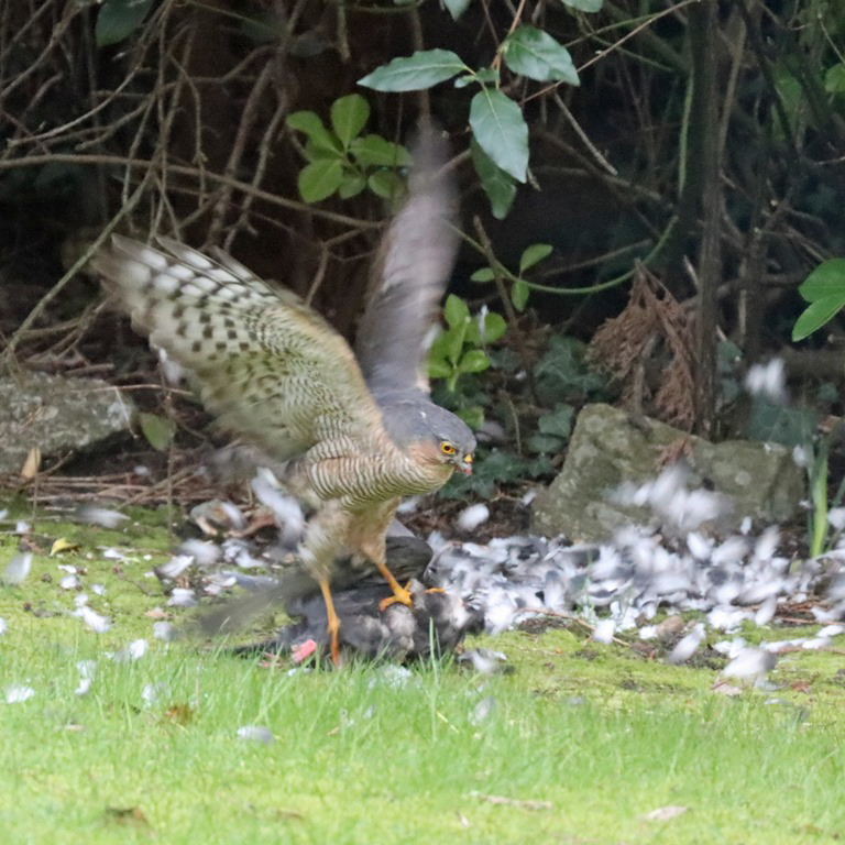Sparrowhawk with pigeon