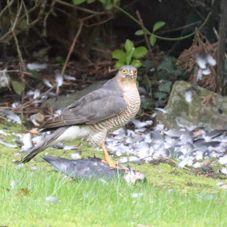 Sparrowhawk with pigeon