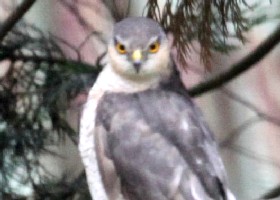 Sparrowhawk
