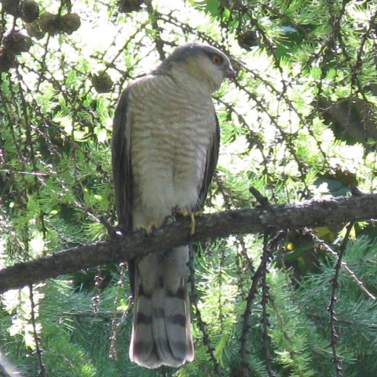 Sparrowhawk male