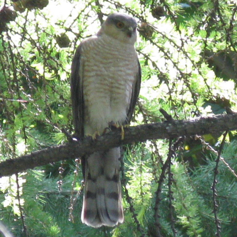 Sparrowhawk male