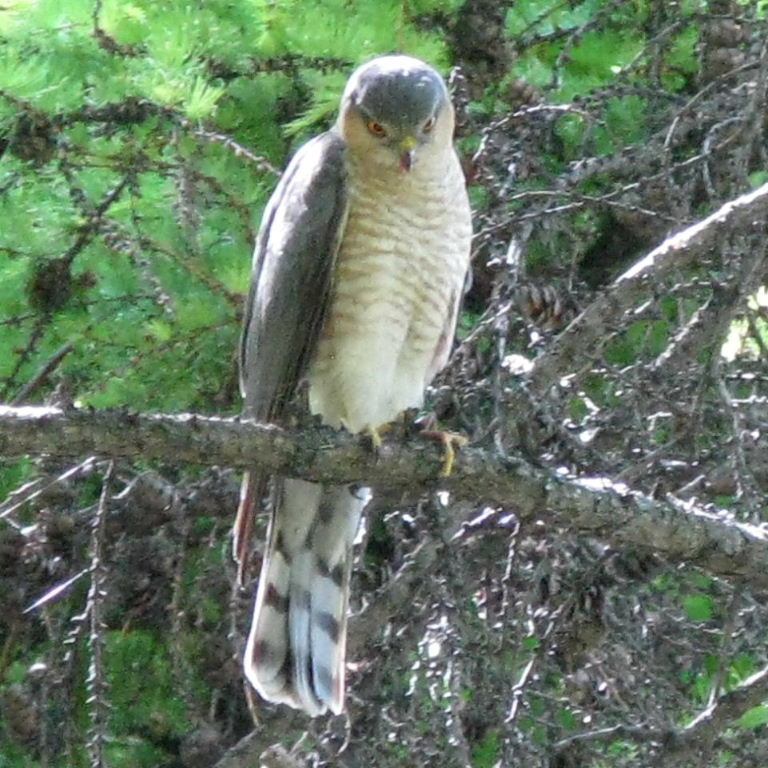 Sparrowhawk male