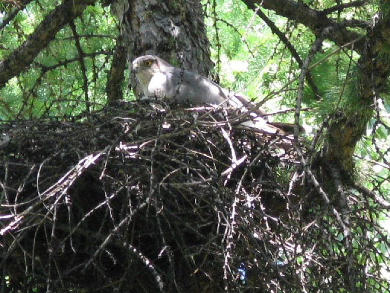 Female Sparrowhawk on Nest