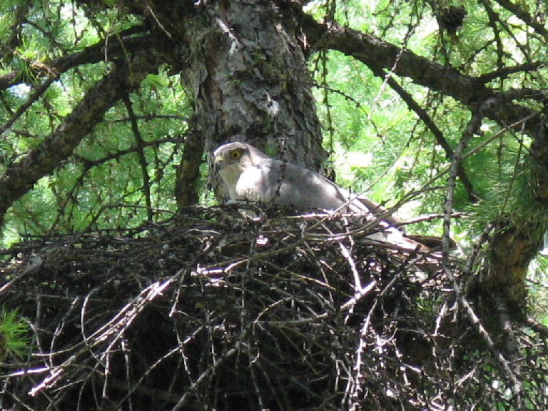 Female Sparrowhawk on Nest