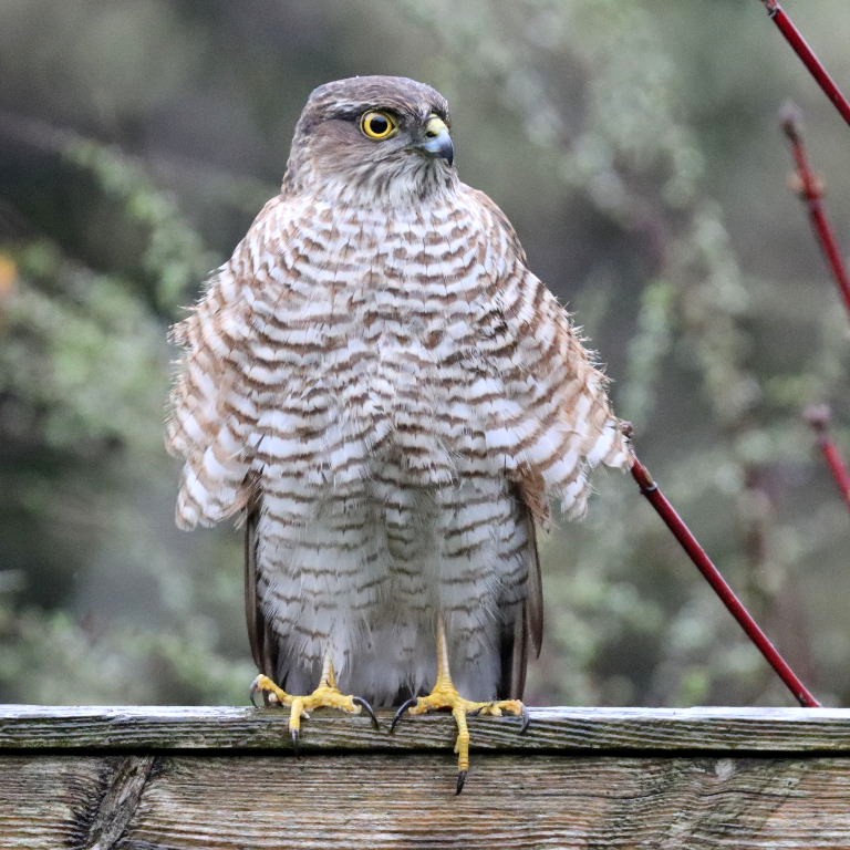Sparrowhawk hen