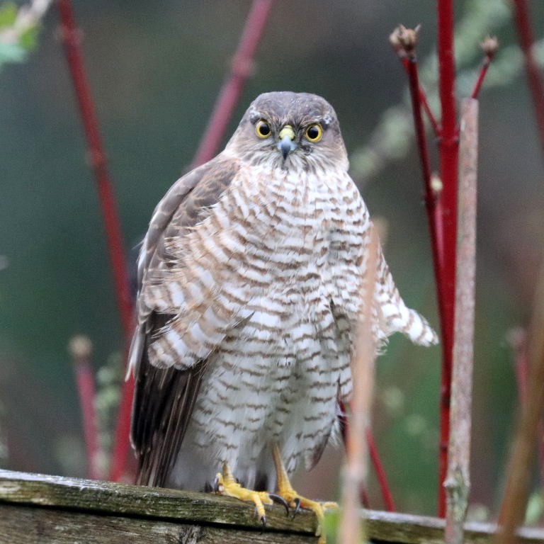 Sparrowhawk hen