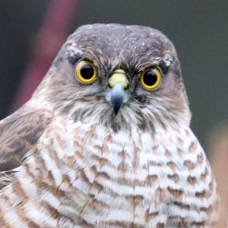 Sparrowhawk hen