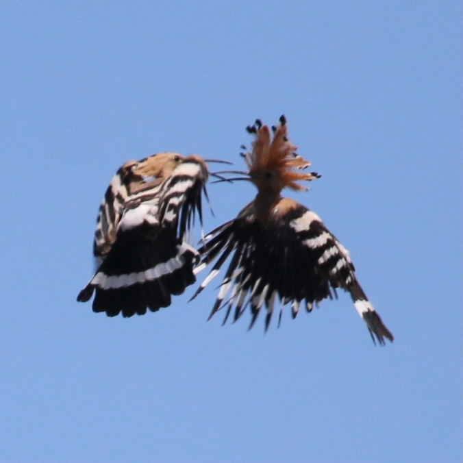Hoopoes aerial courship display