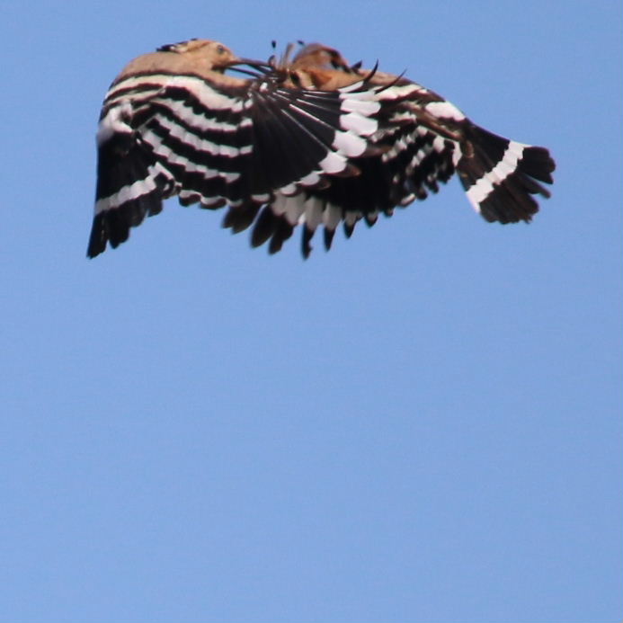 Hoopoes aerial courtship
