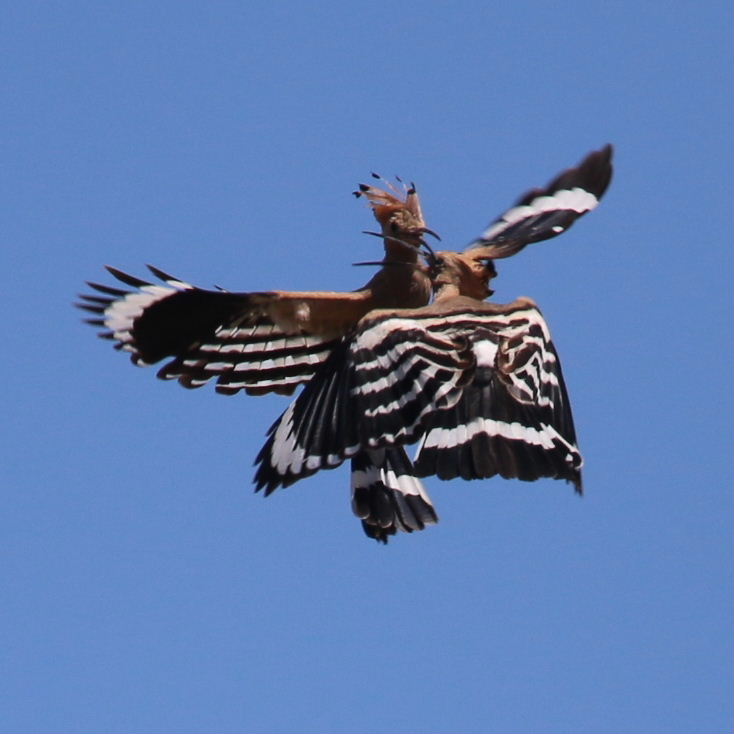 Hoopoes aerial display