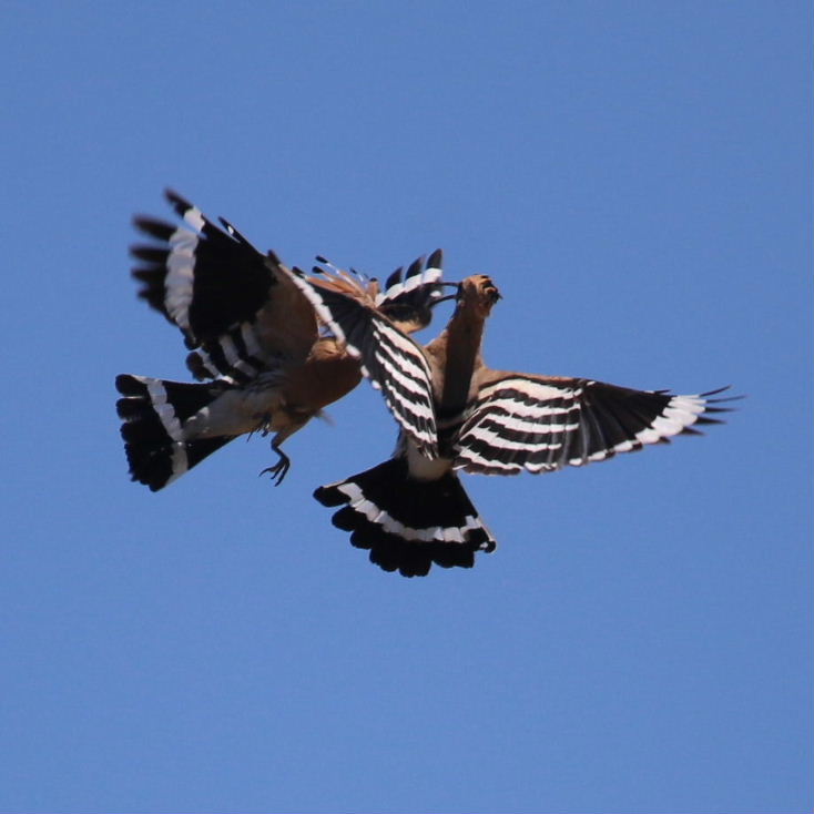 Hoopoes aerial courship display