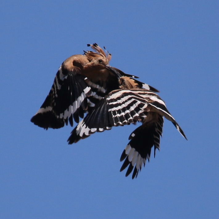 Hoopoes aerial courtship