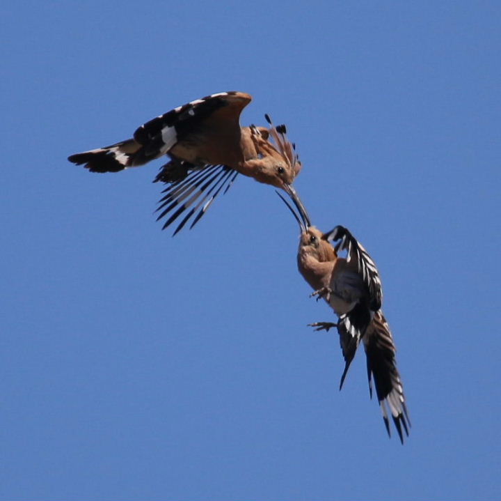 Hoopoes aerial display