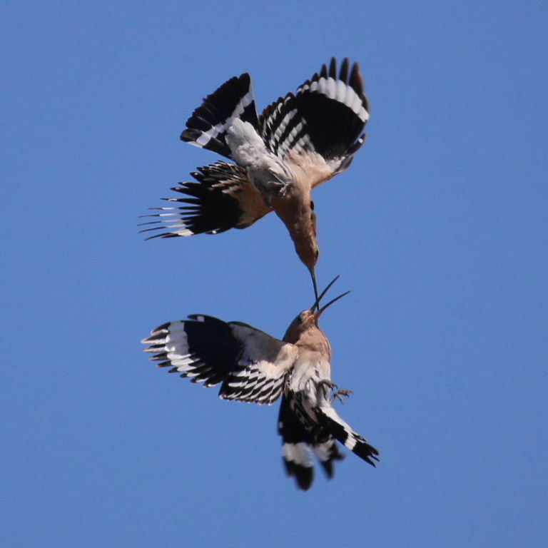 Hoopoes aerial courship display