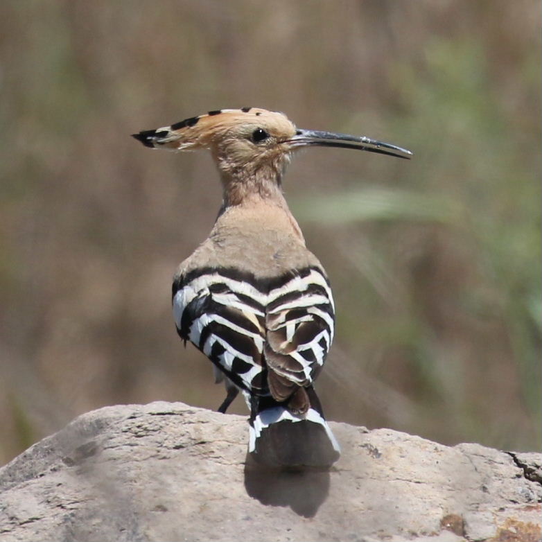 Hoopoe