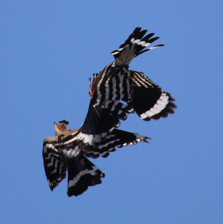 Hoopoes aerial courtship